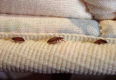 Walmart bedbugs