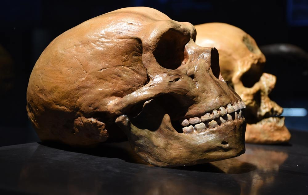 Neanderthal skull