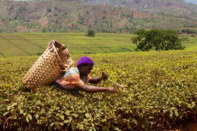 British Company Pays £6.9 Million To Abused Kenya And Malawian Workers