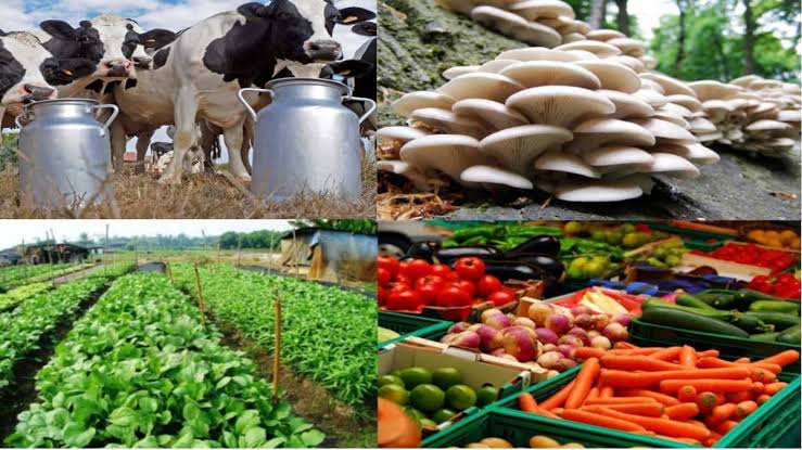 South Africa Launches $340Million Fund To Boost Black Farming For Black Farmers