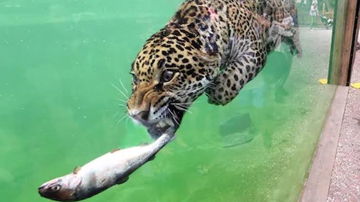 Why the fish live in water 