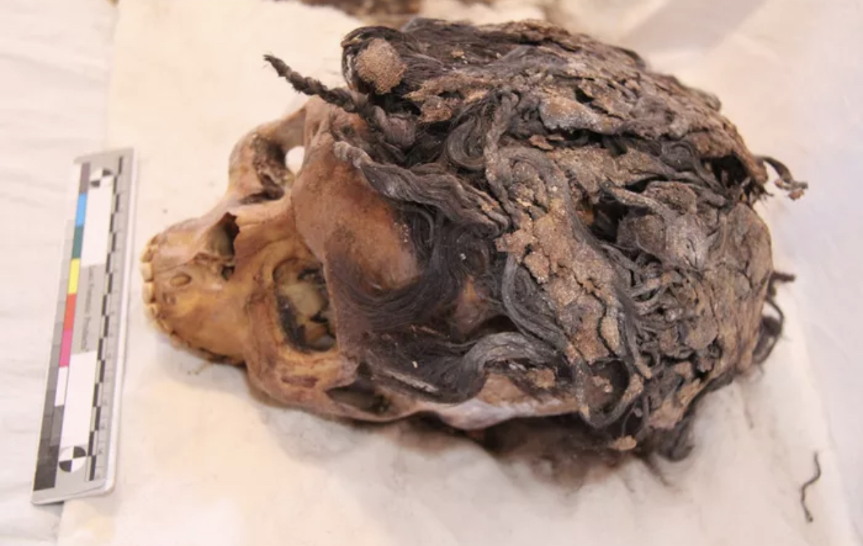 Amarna: The Discovery of over 3000 year old Egyptian hairstyles
