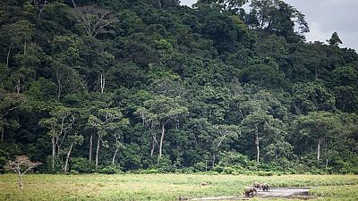 Gabon’s Ivindo National Park Becomes A UNESCO world Heritage Site