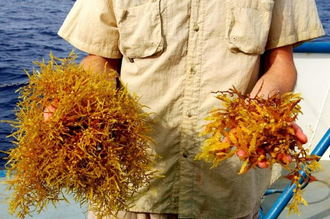 Jamaica Explores Sargassum Use | My Beautiful Black Ancestry