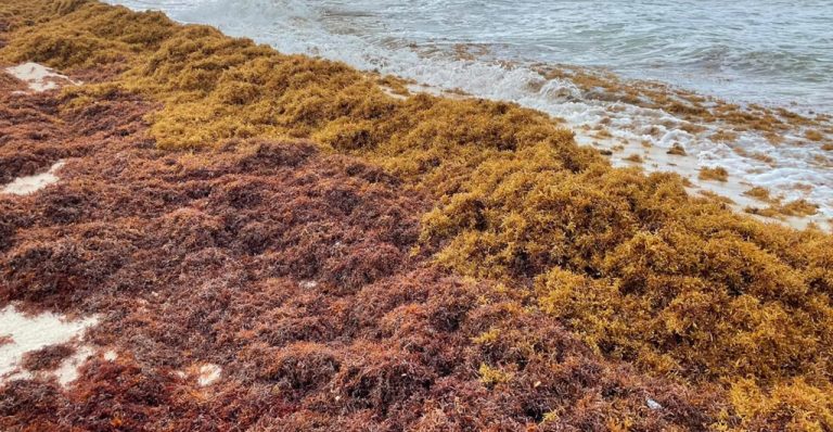 Jamaica Explores Sargassum Use