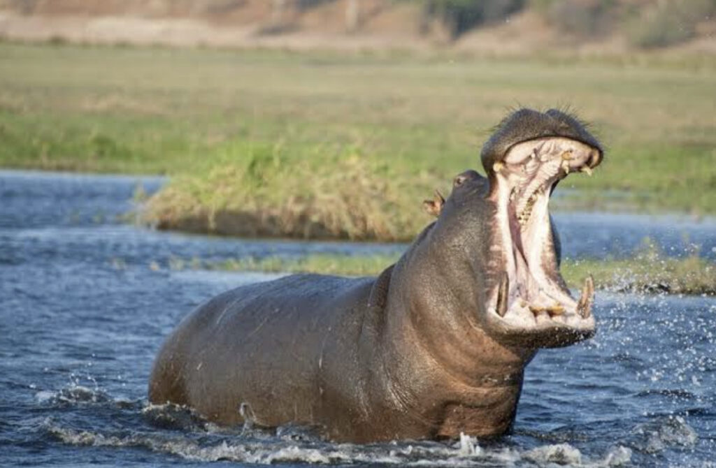 Ugandan toddler swallowed by a Hippopotamus Survives After being spat out