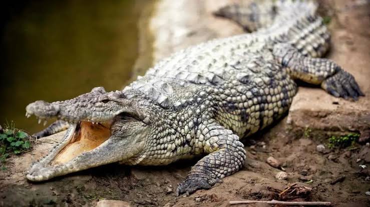 Three men arrested in South Africa for stealing a large crocodile 