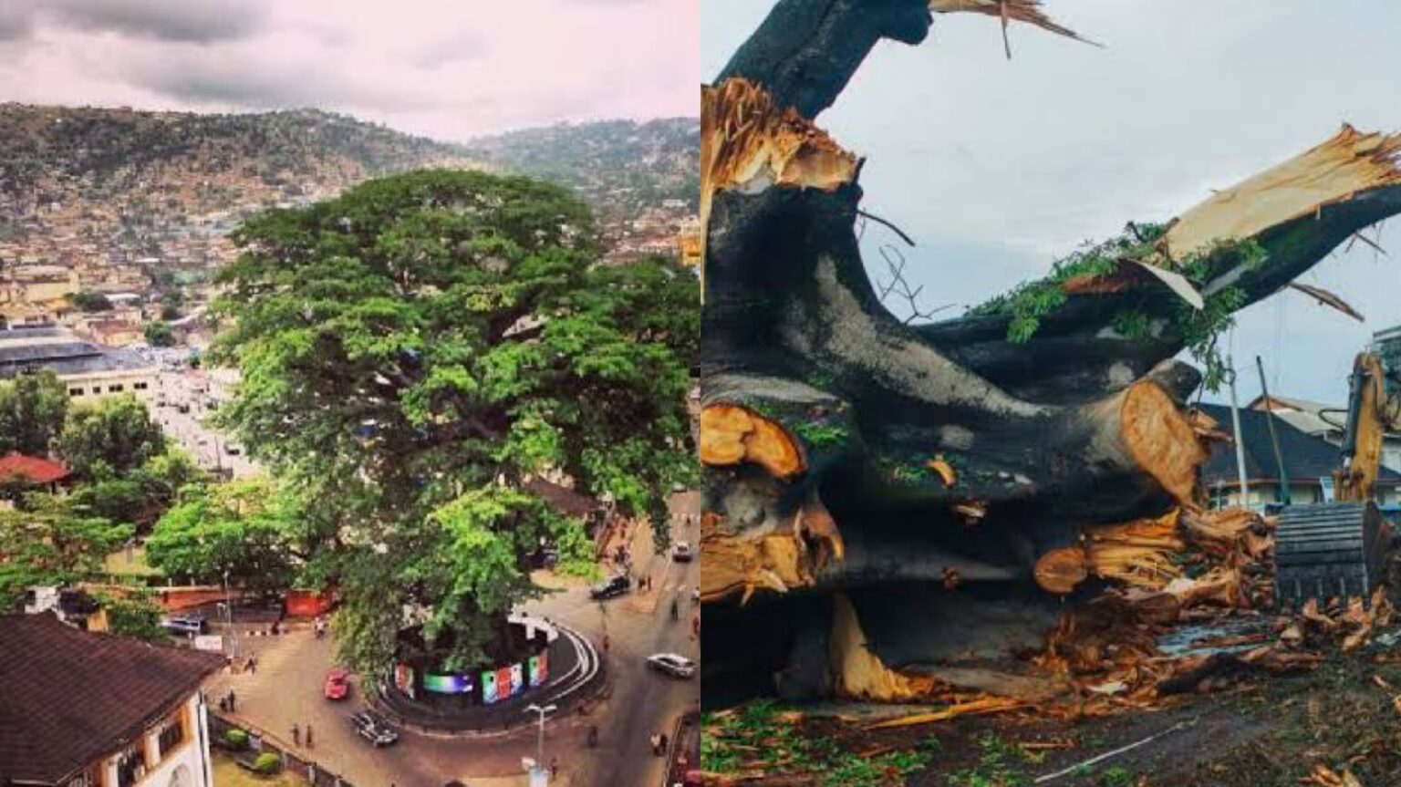 Sierra Leone’s Symbolic Centuries-Old Cotton Tree, destroyed by storm